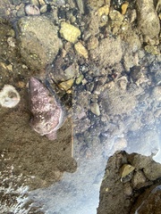 Stramonita haemastoma