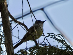 Myiarchus tuberculifer