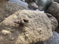 Stramonita haemastoma