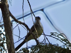 Myiarchus tuberculifer