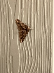 Biston strataria