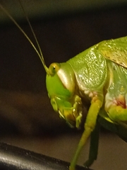 Philophyllia guttulata