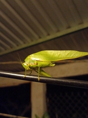 Philophyllia guttulata