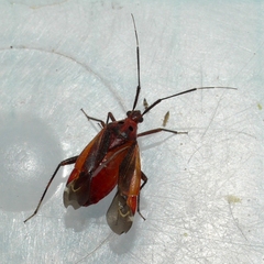 Taedia