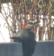 Melanerpes superciliaris