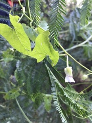 Convolvulus farinosus