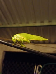 Philophyllia guttulata