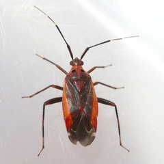 Taedia