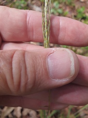 Bothriochloa decipiens