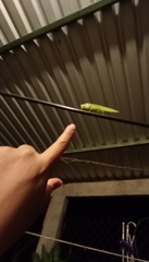 Philophyllia guttulata