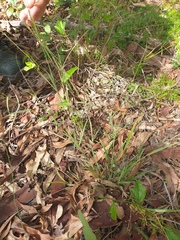 Bothriochloa decipiens