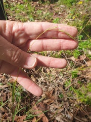 Microlaena stipoides