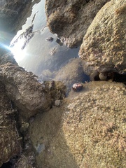 Clibanarius erythropus