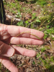 Microlaena stipoides