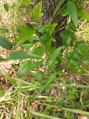 Geitonoplesium cymosum