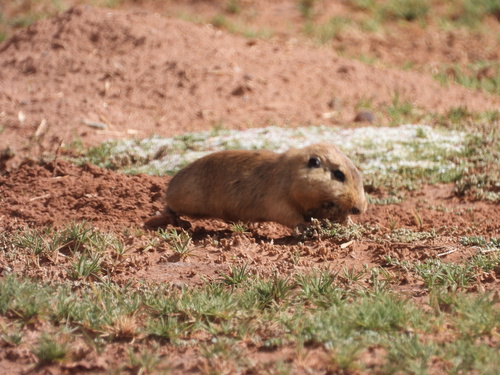 Highland Tuco-tuco
