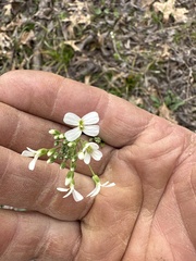 Cardamine bulbosa