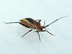 Taedia