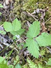 Rubus pubescens