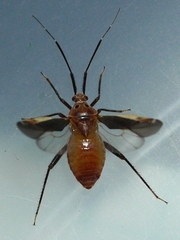 Taedia