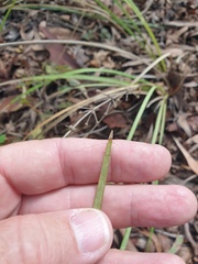 Lomandra multiflora