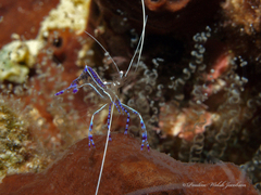 Ancylomenes pedersoni