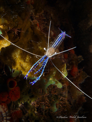 Ancylomenes pedersoni