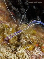 Ancylomenes pedersoni