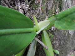 Philodendron martianum