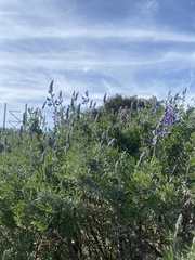 Lupinus chamissonis