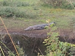 Crocodylus moreletii