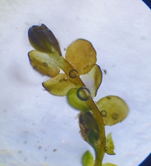 Odontoschisma sphagni