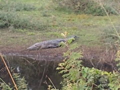 Crocodylus moreletii