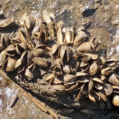 Mytilopsis leucophaeata