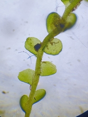 Odontoschisma sphagni