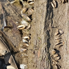 Mytilopsis leucophaeata