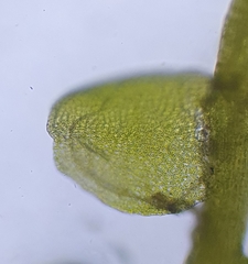 Odontoschisma sphagni