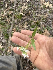 Cardamine bulbosa