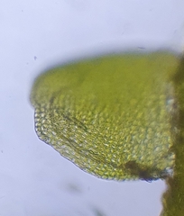 Odontoschisma sphagni