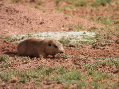 Ctenomys