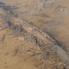 Mytilopsis leucophaeata