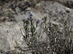 Globularia alypum
