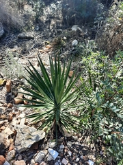 Agave sisalana