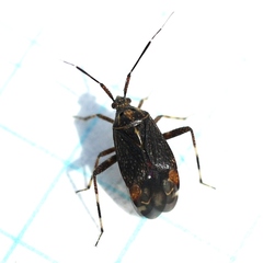 Taedia