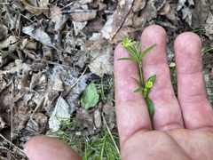 Ranunculus abortivus