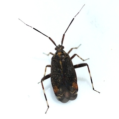 Taedia