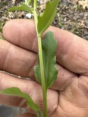 Cardamine bulbosa
