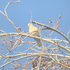 Streptopelia roseogrisea