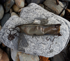 Scyliorhinus stellaris