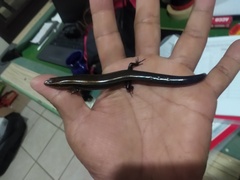 Plestiodon